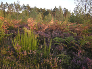 lande en massif de Rambouillet