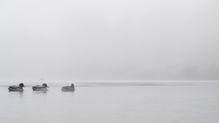 Wodne ptactwo we mgle zimą  © Jakub
