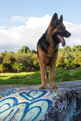 pastoe aleman estudio en exterior