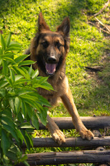 pastoe aleman estudio en exterior