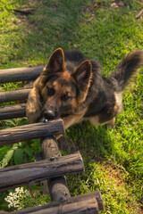 pastoe aleman estudio en exterior