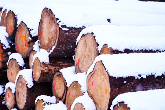 Holzpolter im Wald mit Nadelholz im Schnee als Holzstapel