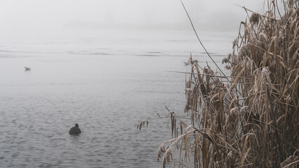 Wodne ptactwo we mgle zimą  © Jakub