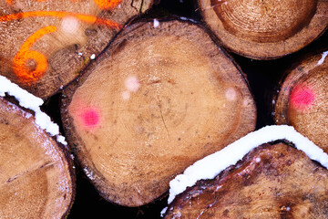 Holzpolter mit Baumstämmen im Wald mit Nadelholz bei Schnee als Holzstapel