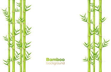 Bamboo background, exotic garden plants and greenery decor
