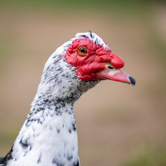 Naklejka premium Beautiful Muscovy duck with red head and bill. Looking towards the camera nobly in a profile posture. Head Close up shot.