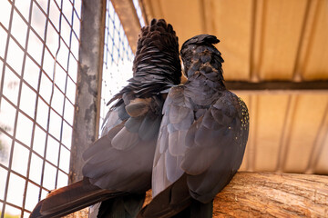 Red Tailed Black Cockatoos