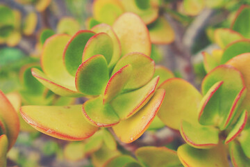 curious big green original cactus growing in the garden close up