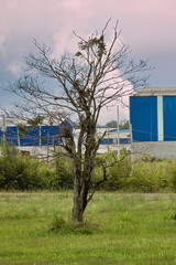 image in portrait format of a leafless tree isolated on the edge of a field in the background a large blue wall and white smoke expelled from a chimney under a cloudy sky.