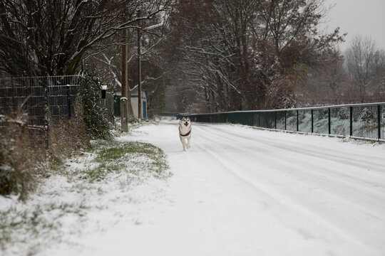 Beautiful Husky dog running through snow towards the camera daytime