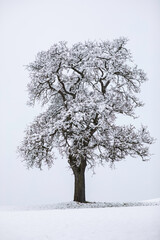 lonely tree in a winter scene covered with snow