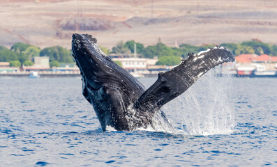Breaching Humpback Whale in front of Historical Lahaina, Maui, Hawaii, USA © Tom