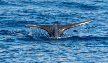 Humpback Whale Calf, Fluke, Maui, Hawaii