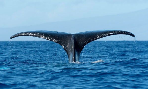 Humpback Whale Fluke, Maui, Hawaii, USA - Powered by Adobe