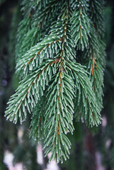 snow covered needles