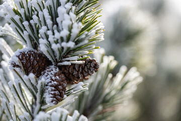 Winter in the Karkonosze Mountains