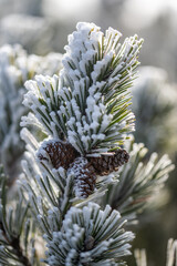 Winter in the Karkonosze Mountains