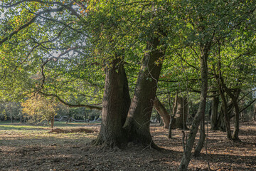 Licht durchflutete uralte Bäume 