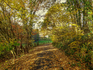Herbstlandschaft mit frisch gefallenen Blättern