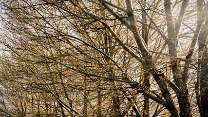 Autumn trees with sun rays