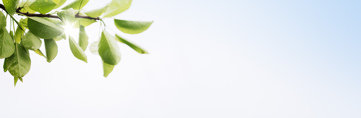 Spring banner with green leaves on white background