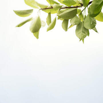 Branch Of Green Foliage On White Background