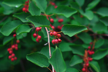 Bush with berries.Macro photo