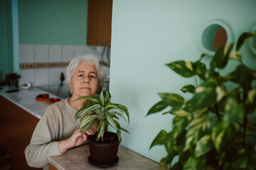 A senior woman who nurtures a houseplant in a pot. Retired grandmother and flowers on the table in the living room