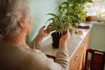 An old senior lady who nurtures a houseplant in a pot. Retired grandmother and houseplants on the...