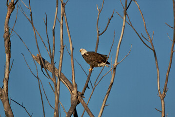 Adult Bald Eagle sitting in the top of a dead tree
