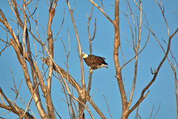Adult Bald Eagle sitting in the top of a dead tree