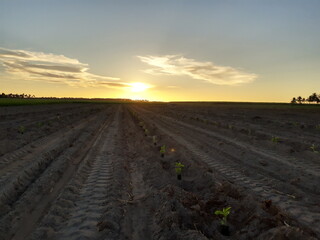 Fototapeta na wymiar plowed field at sunset