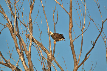 Adult Bald Eagle sitting in the top of a dead tree