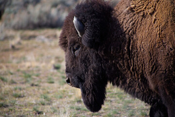 The Antelope Island bison herd is in Antelope Island State Park in Great Salt Lake, Utah.