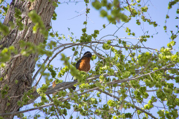 A wild bird in a tree.