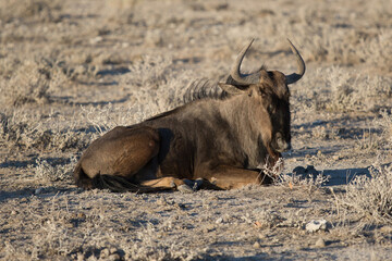 Namibia, June 19, 2019: A blue wildebeest lies in the middle of arid grass in the desert and looks into the camera