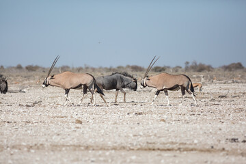Etosha, Namibia, June 19, 2019: A blue wildebeest and two oryx walk towards each other
