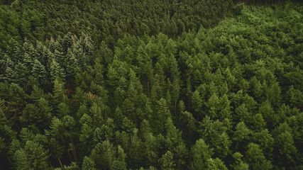 Forest from above