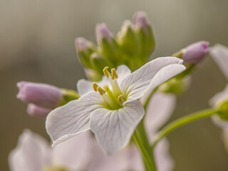 Soft pink cuckoo flower (Cardamine pratensis) with a soft green bokeh background
