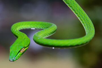 green tree snake