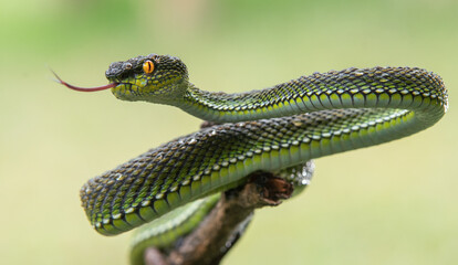 Green viper snake