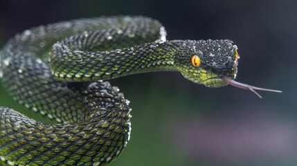 Green viper snake