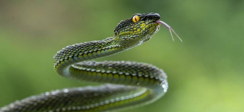 Green viper snake