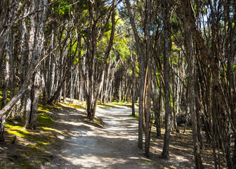 An Empty Hiking Trail with Trees