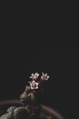 Macro close up of the pink flower of a succulent plant