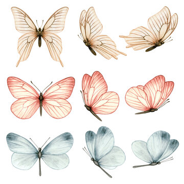 Beautiful watercolor butterfly collection in different positions