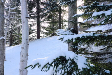 冬の森