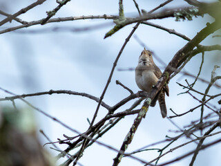Aves Colombianas, Aves Sur América 