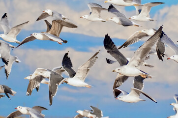 Many flying seagulls in front of blue sky