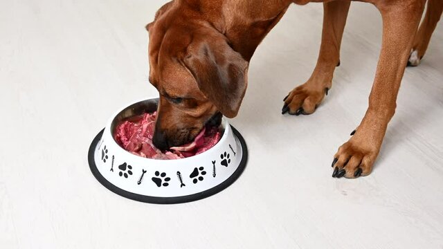 Feeding dog natural food. Rhodesian Ridgeback dog comes to food bowl to eat raw meat. Close up view, white background